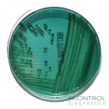 Agar Hektoen entérico en placa lista para usar – medio de cultivo Akontrol