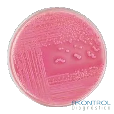 Agar MacConkey en placa lista para usar – medio de cultivo Akontrol