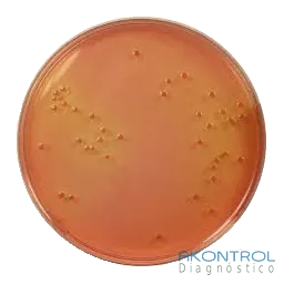 Agar MacConkey sorbitol en placa lista para usar – medio de cultivo Akontrol